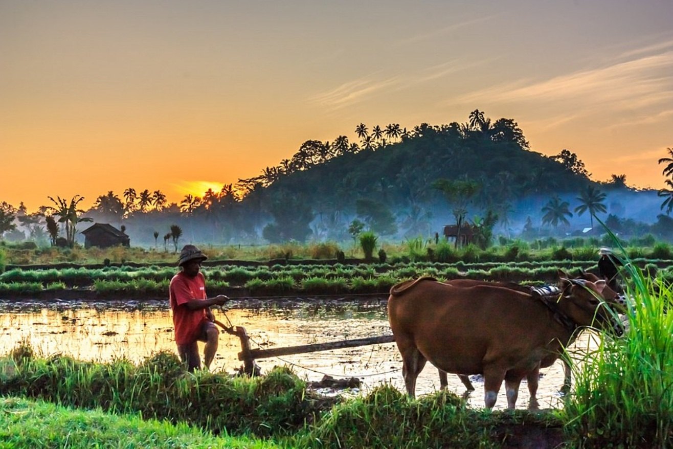 Coffee, vanilla & cacao: <em>Munduk's plantation heritage</em>